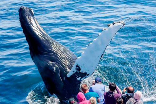 29 de junio, Día 6: Excursión de avistamiento de ballenas