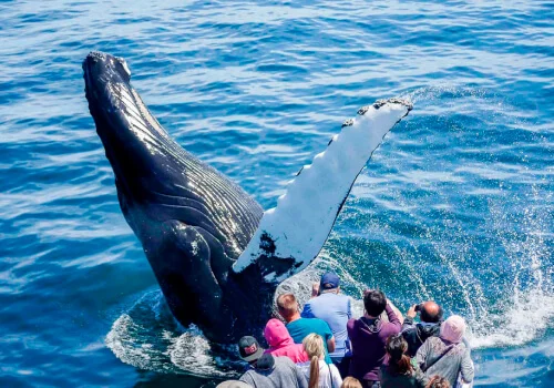 Beyond the football: helicopter over Manhattan, NYC dinner cruise, Harvard University, whale watching in Boston, and more!